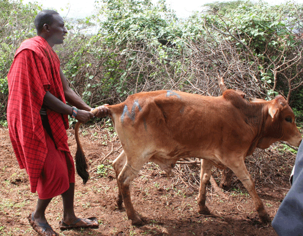 Для масая украсть скотину - норма жизни
