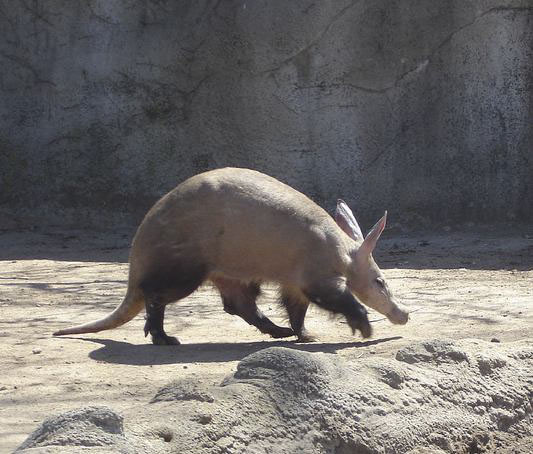 Африканский трубкозуб (aardvark)