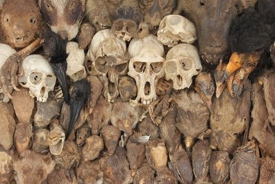 Skulls_at_Akodessawa_Fetish_Market_2016.jpg