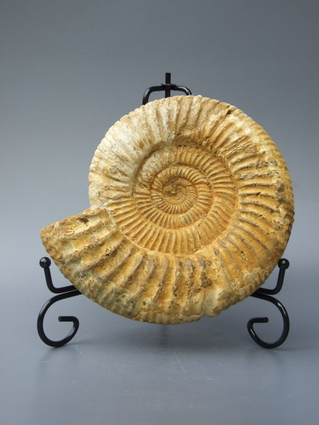 Аммонит Perisphinctes [16x14 см] цельный на подставке из провинции Тулеар острова Мадагаскар