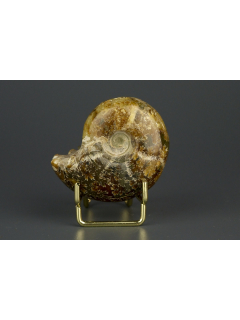 Аммонит Phylloceras [Мадагаскар] [5x4 см]
