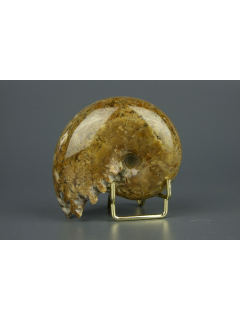 Аммонит Phylloceras [Мадагаскар] [8x6 см]