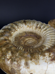 Очень большой аммонит Perisphinctes диаметром 45 см всеом 25 кг из провинции Тулеар острова Мадагаскар