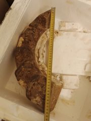Очень большой аммонит Perisphinctes диаметром 45 см всеом 25 кг из провинции Тулеар острова Мадагаскар