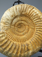 Аммонит Perisphinctes [16x14 см] цельный на подставке из провинции Тулеар острова Мадагаскар