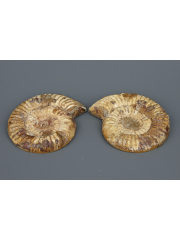Две части аммонита Perisphinctes из Мадагаскара размер 7x6 см