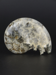Аммонит Phylloceras [9x7 см], Мадагаскар
