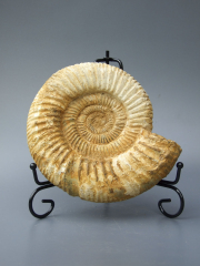 Аммонит Perisphinctes [16x14 см] цельный на подставке из провинции Тулеар острова Мадагаскар