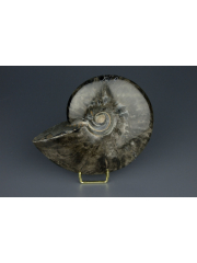 Аммонит черный Cleoniceras [Мадагаскар] [13x10 см]