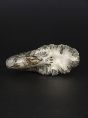 Аммонит Phylloceras [9x7 см], Мадагаскар