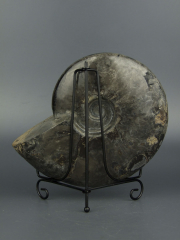 Окаменелый черный аммонит Cleoniceras (Мадагаскар)