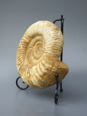 Аммонит Perisphinctes [16x14 см] цельный на подставке из провинции Тулеар острова Мадагаскар