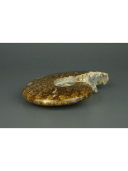 Аммонит Cleoniceras [Мадагаскар] [12x10 см] 