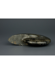 Аммонит черный Cleoniceras [Мадагаскар] [13x10 см]