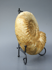 Аммонит Perisphinctes [16x14 см] цельный на подставке из провинции Тулеар острова Мадагаскар