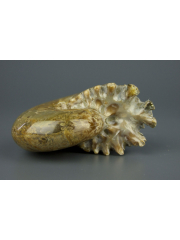 Аммонит Phylloceras [5x4 см], Мадагаскар