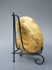 Аммонит Perisphinctes [16x14 см] цельный на подставке из провинции Тулеар острова Мадагаскар