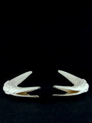 Фигурки крокодилов из кости кабана