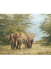 Книга An African Experience: Wildlife Art and Adventure in Kenya [Simon Combes]